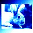bluerabbit's Avatar