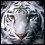 White Tiger's Avatar